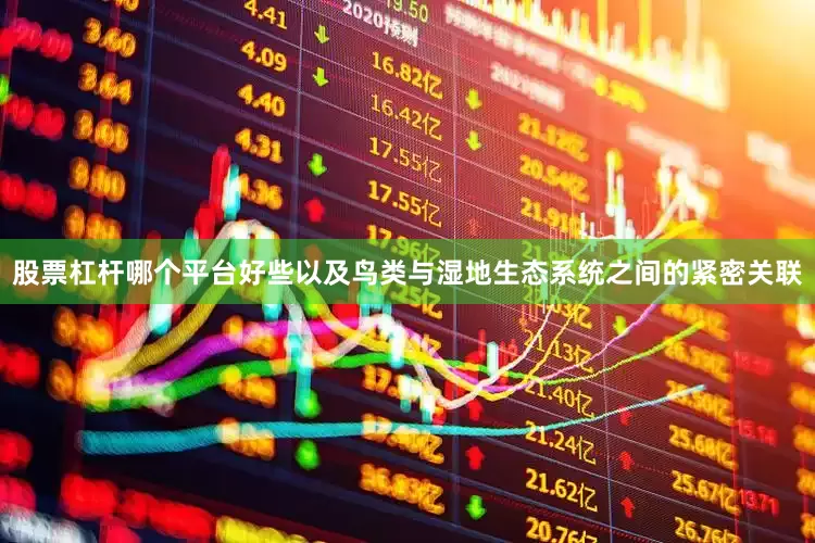股票杠杆哪个平台好些以及鸟类与湿地生态系统之间的紧密关联